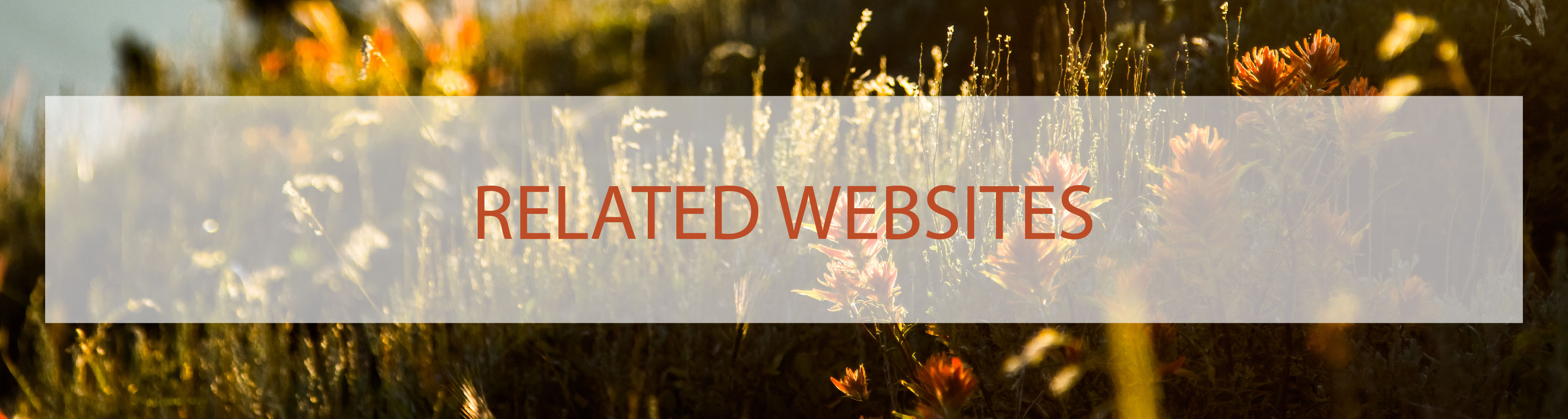 Related Websites